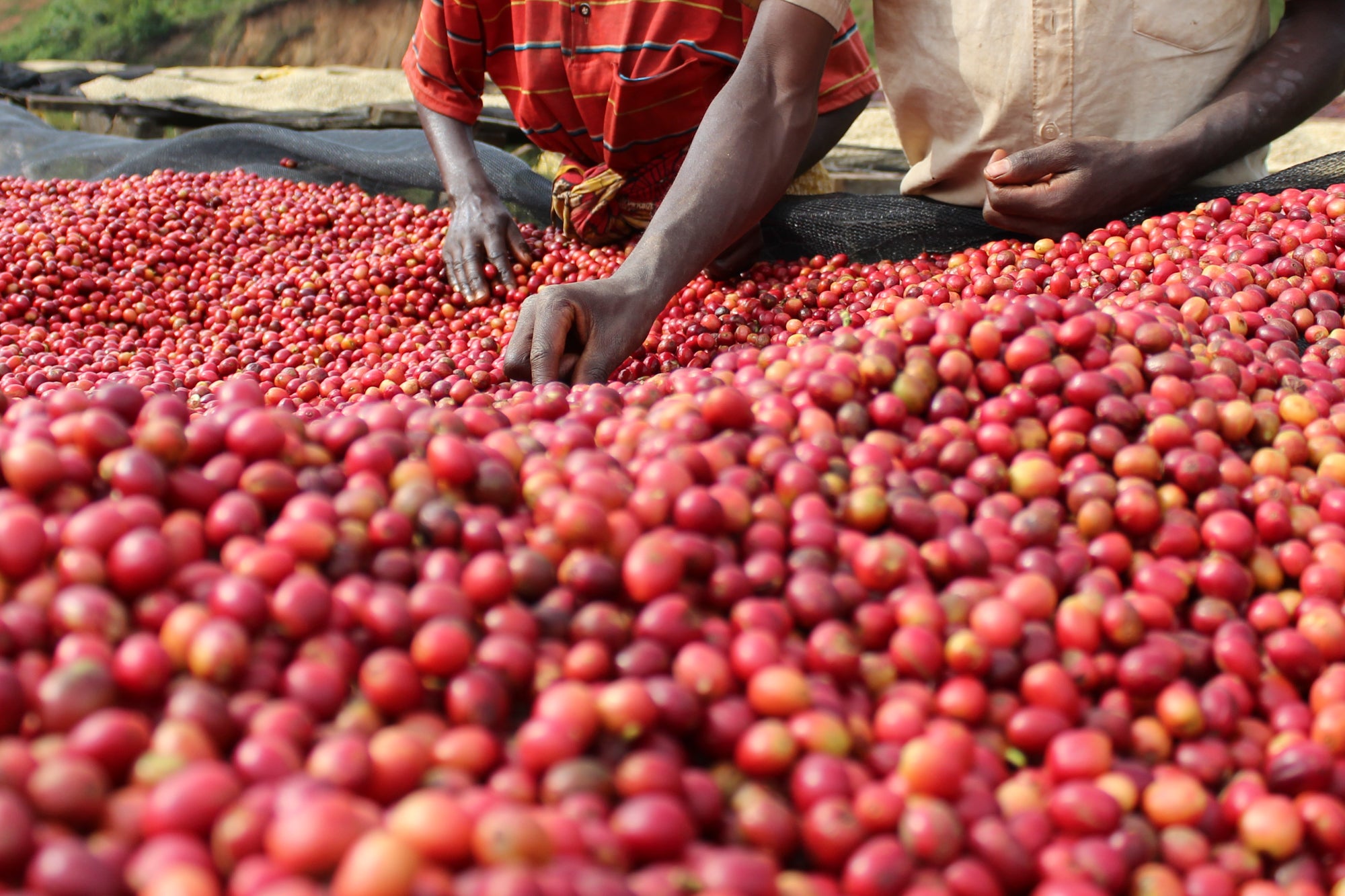 Coffee Prices 2024: A Year in Review