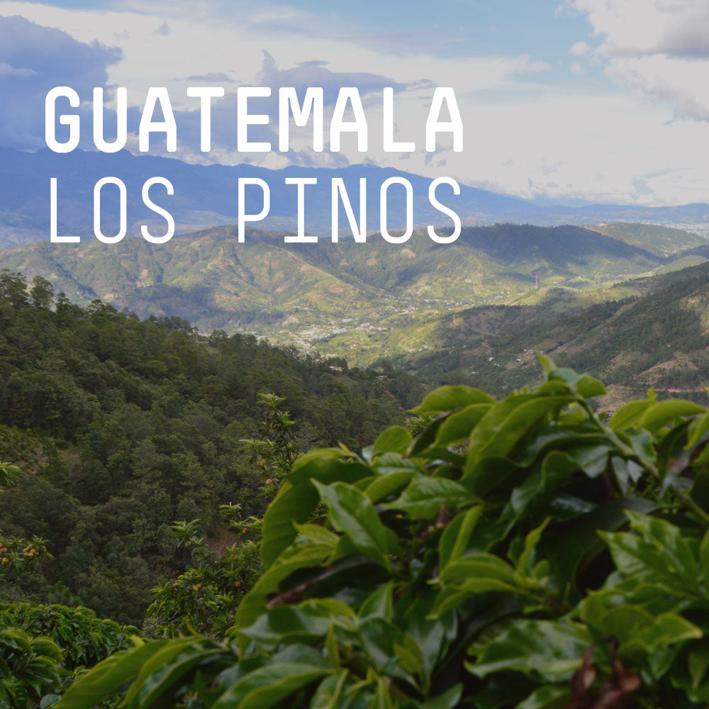 Guatemala, Los Pinos Washed - Single Origin Espresso