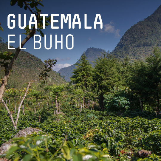 Guatemala, El Buho - Single Origin Filter